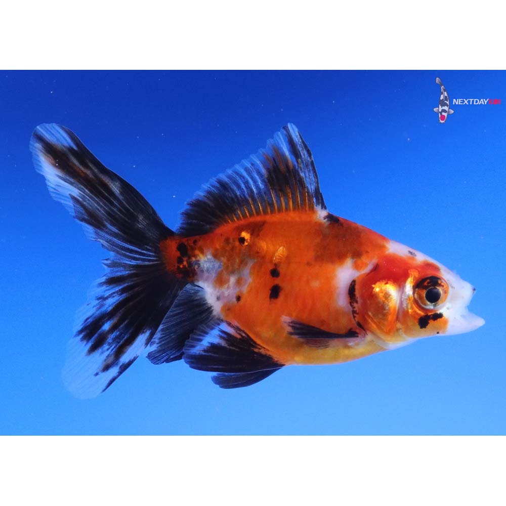 3.5” Imported Calico Ryukin