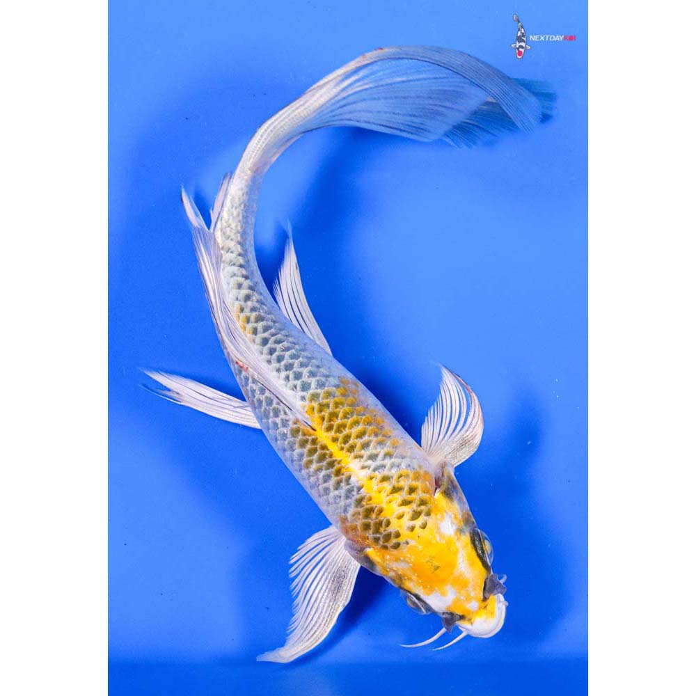 6.5” Imported Kujaku Butterfly Koi