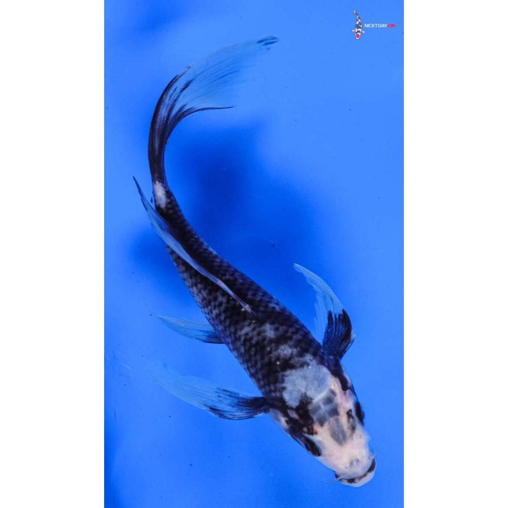 6” Imported Matsukawabakke Butterfly Koi