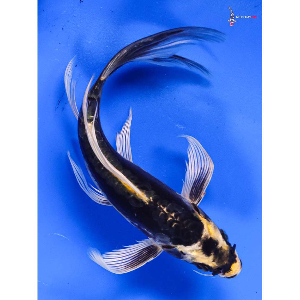 6.5” Imported Kin Kikokuryu Butterfly Koi
