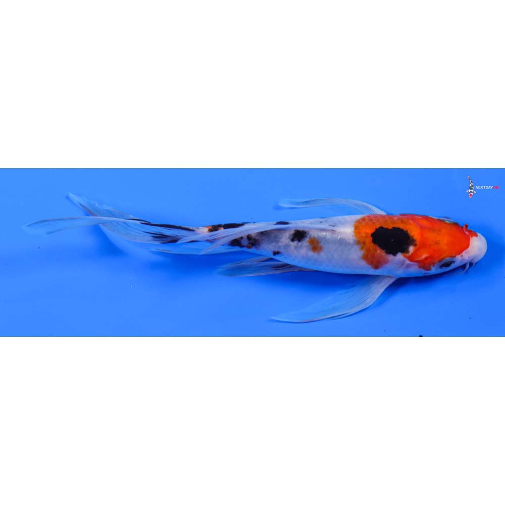 6.5” Imported Sanke Butterfly Koi
