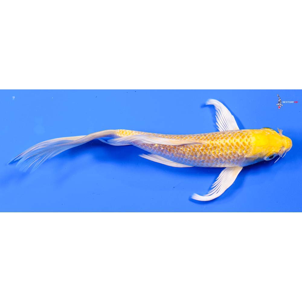 6.5” Imported Gin Rin Yamabuki Ogon Butterfly Koi