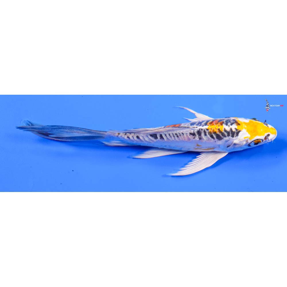 6.5” Imported Doitsu Kujaku Butterfly Koi