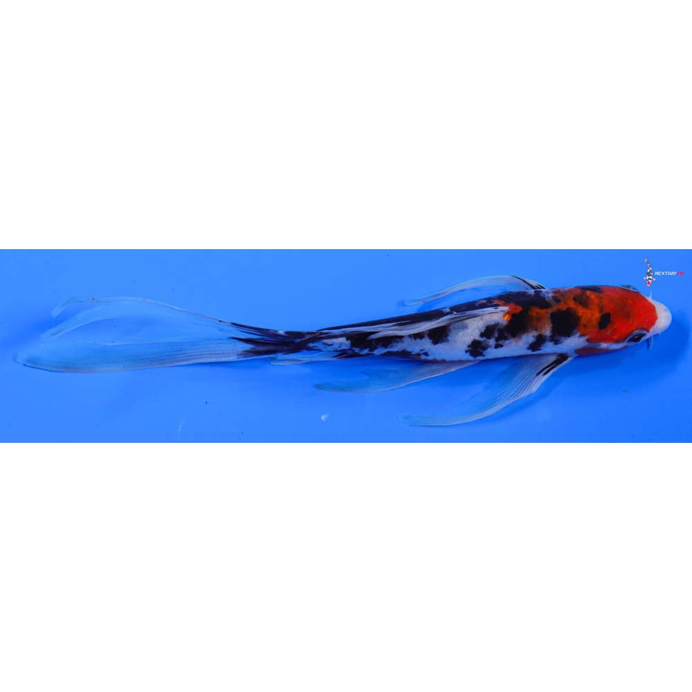 7” Imported Sanke Butterfly Koi