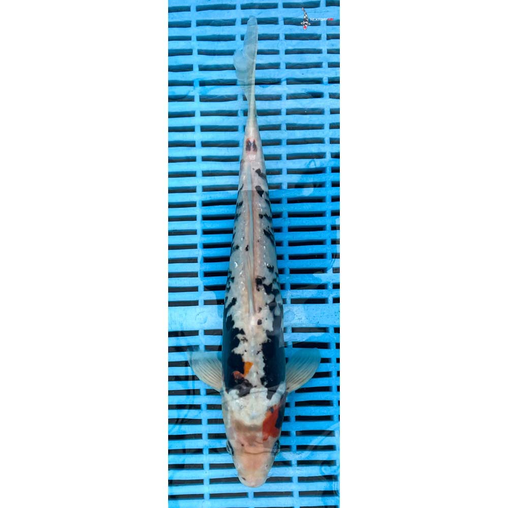 12-14” Imported Beni Kumonryu