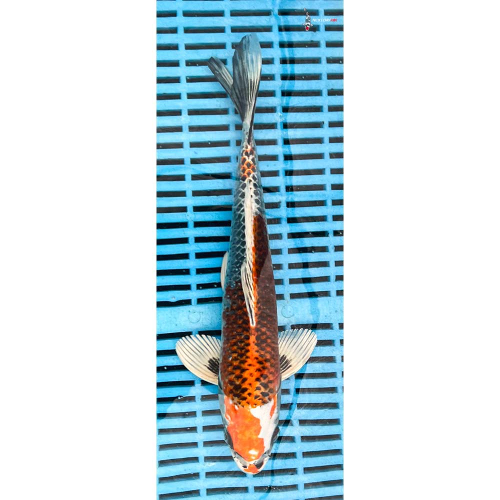 12-14” Imported Kujaku