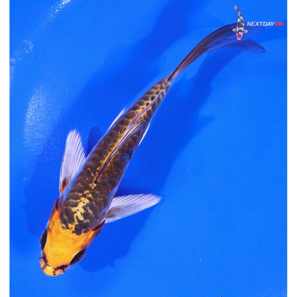 5” Imported Armor Scaled Kujaku Butterfly Koi