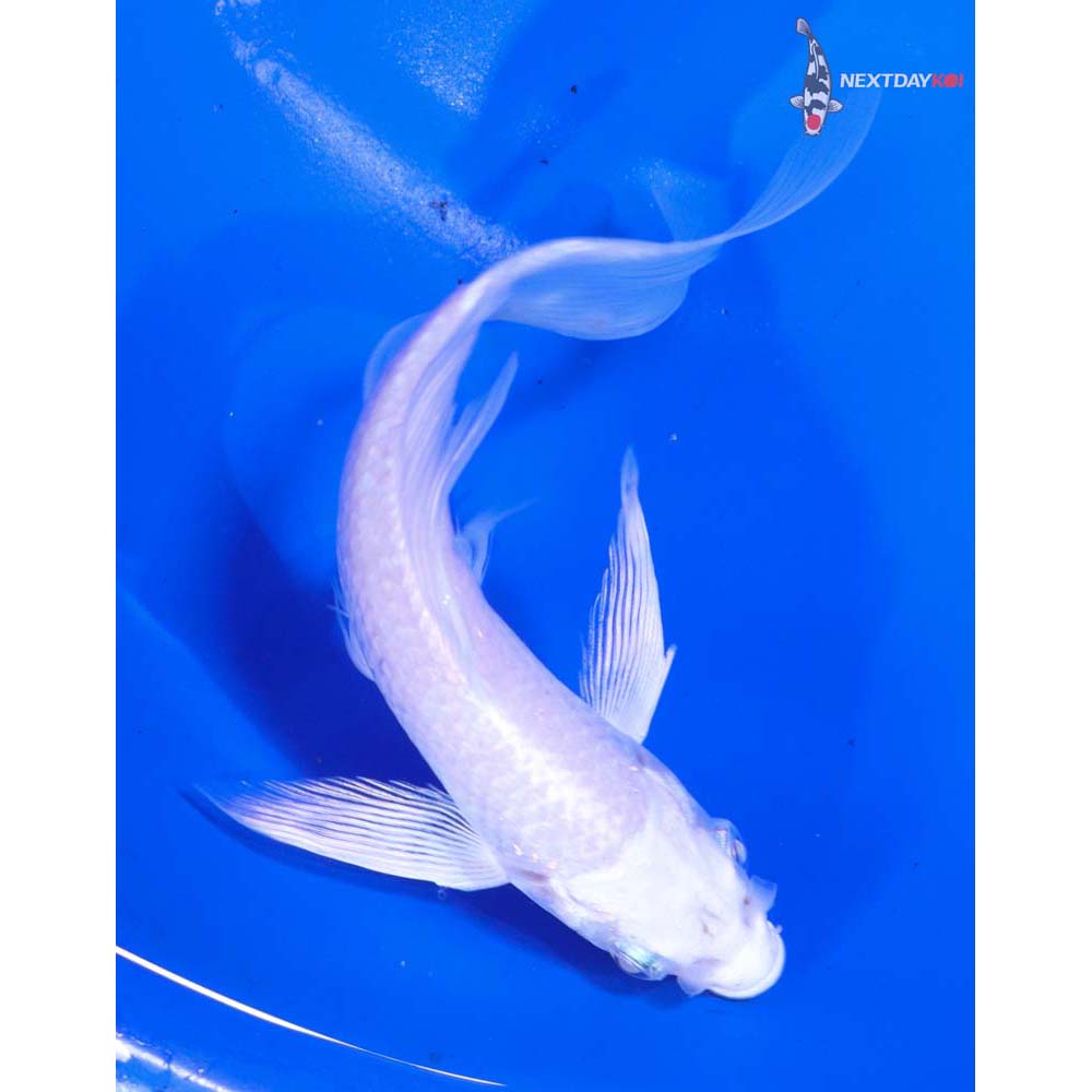 5” Imported Platinum Ogon Butterfly Koi
