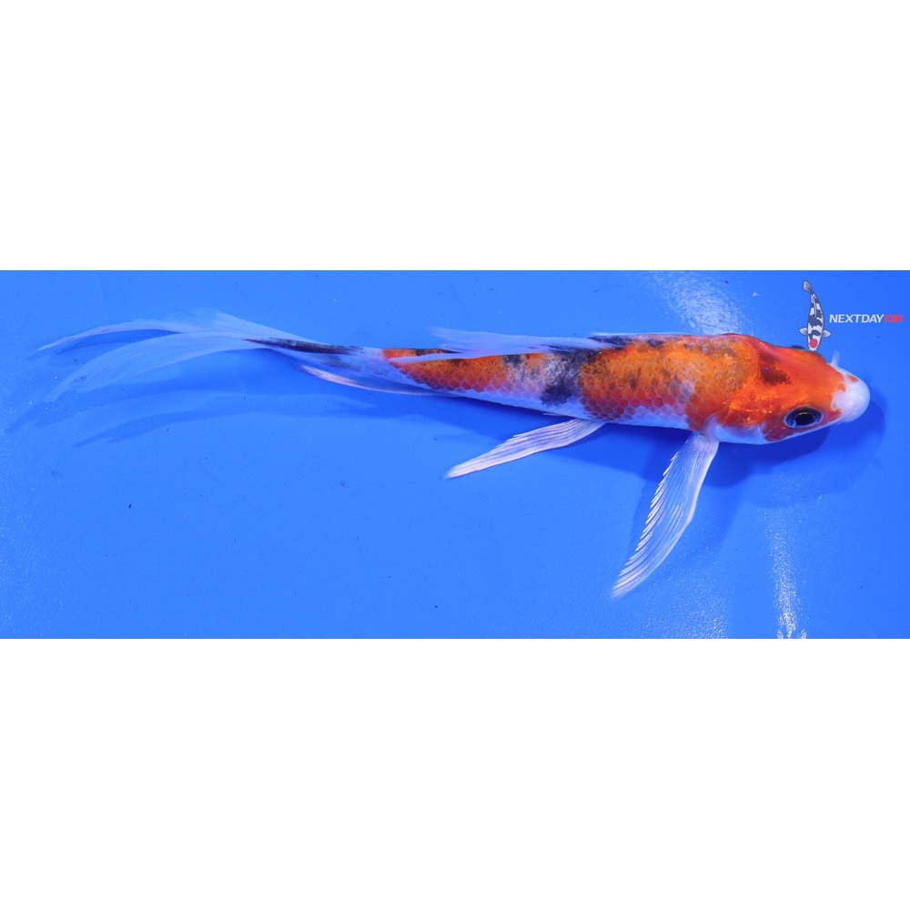 5” Imported Yamato Nishiki Butterfly Koi