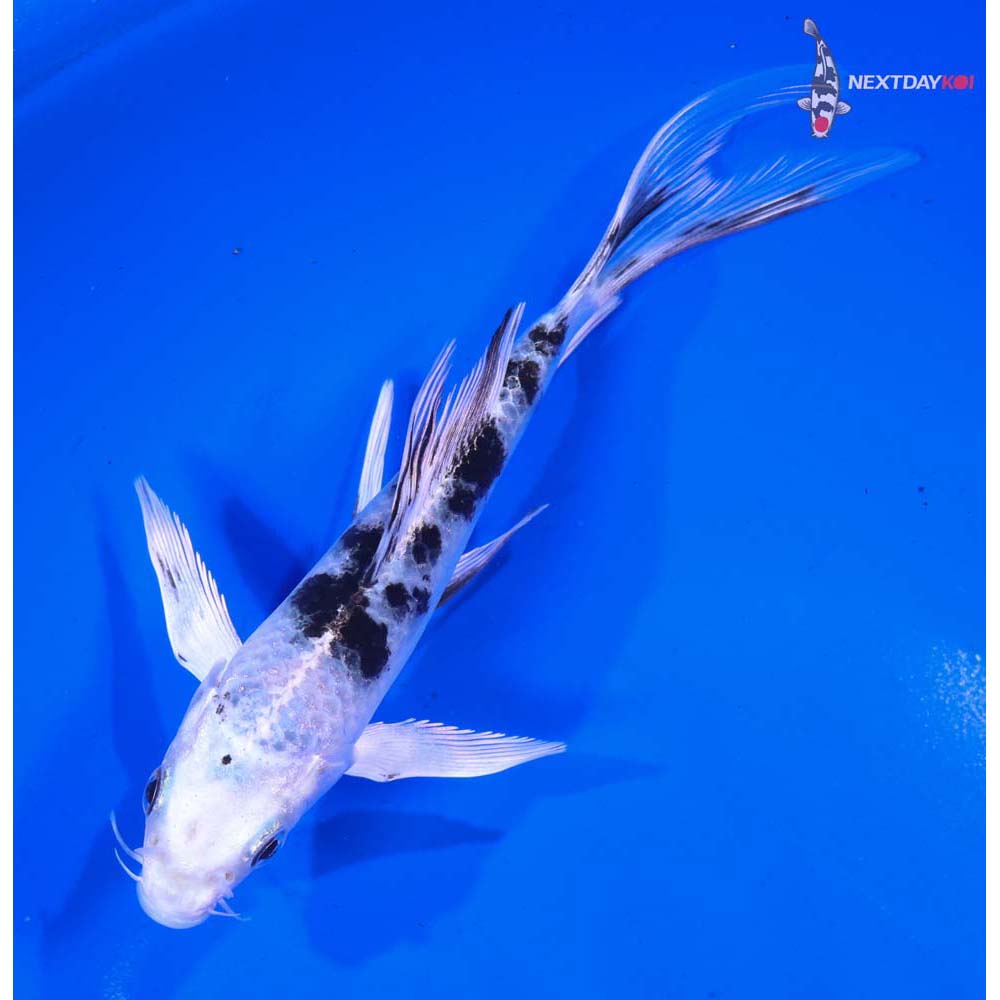 5” Imported Gin Shiro Bekko Butterfly Koi