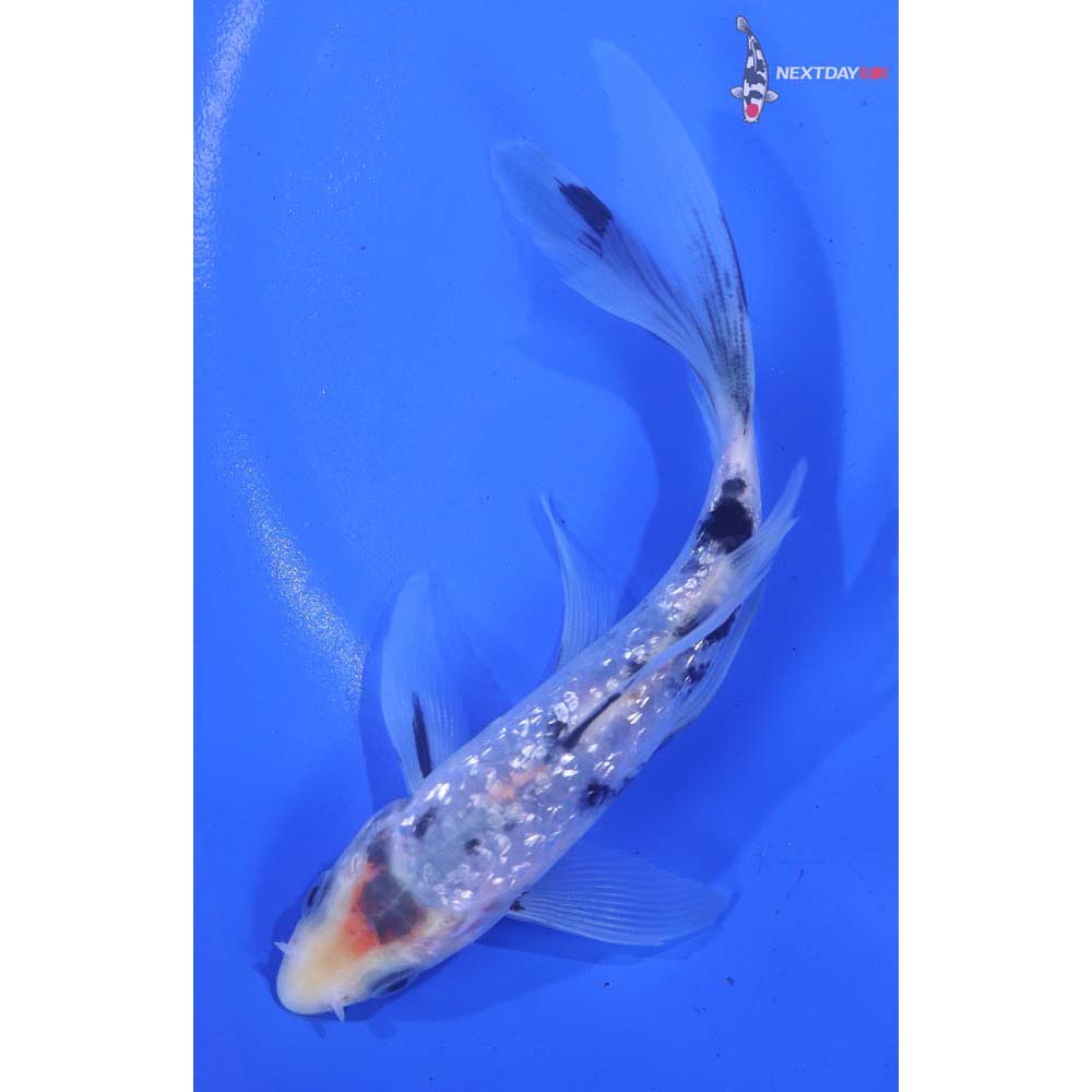 5.5” Imported Gin Rin Shiro Bekko Butterfly Koi