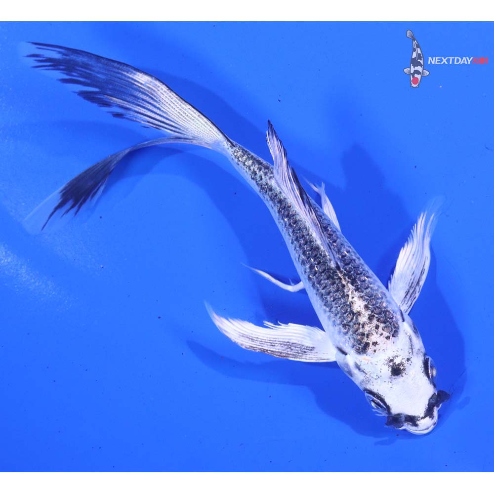 5.5” Imported Gin Matsuba Butterfly Koi