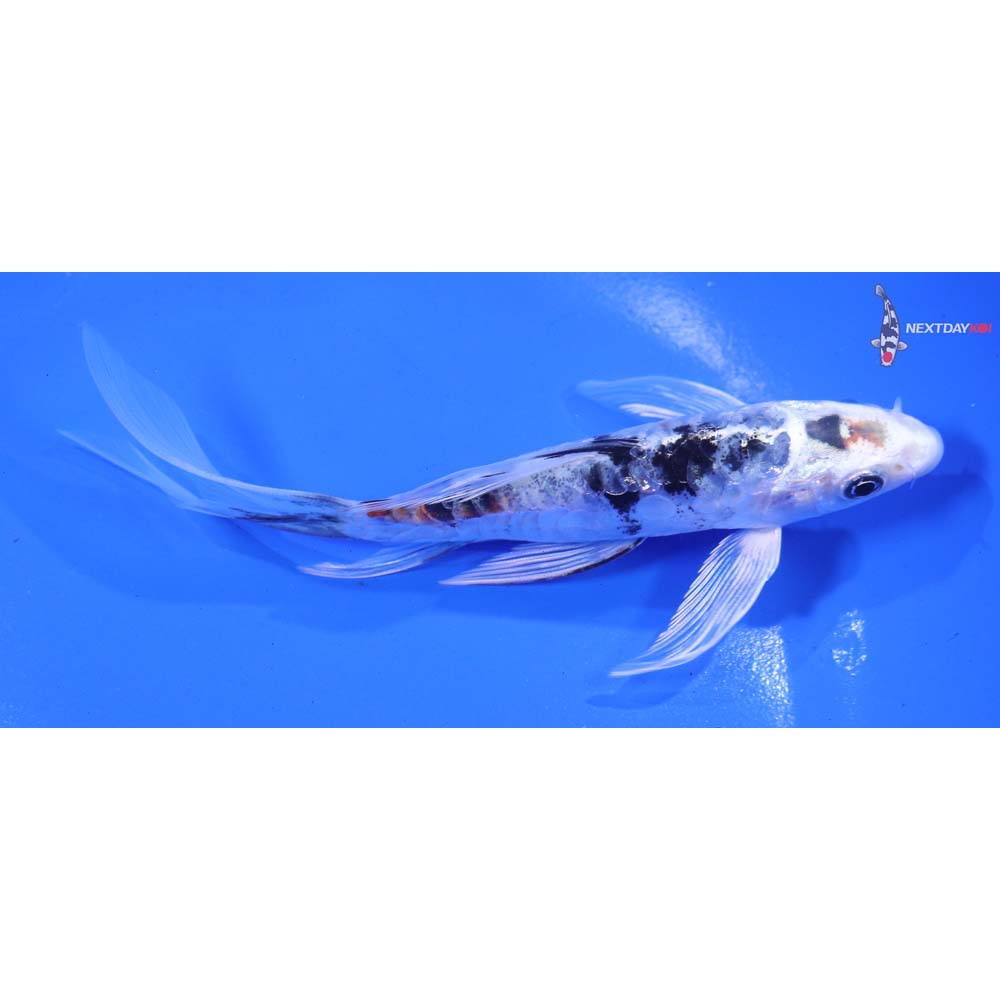 5.5” Imported Heisei Nishiki Butterfly Koi