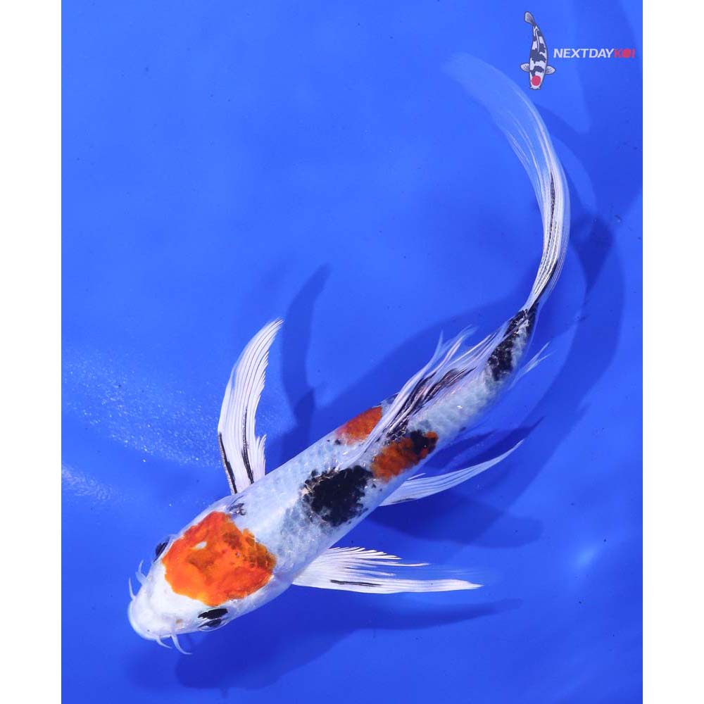 6” Imported Yamato Nishiki Butterfly Koi