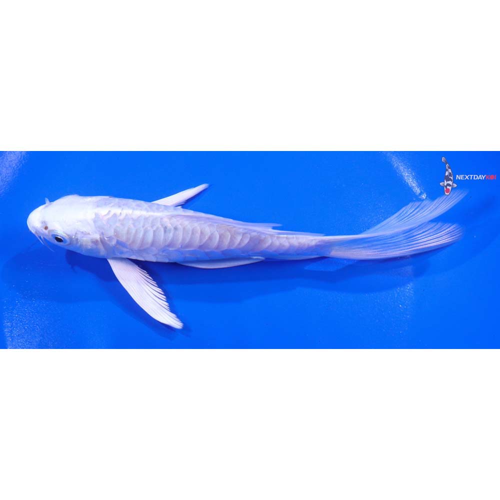 6” Imported Armor Scaled Platinum Ogon Butterfly Koi