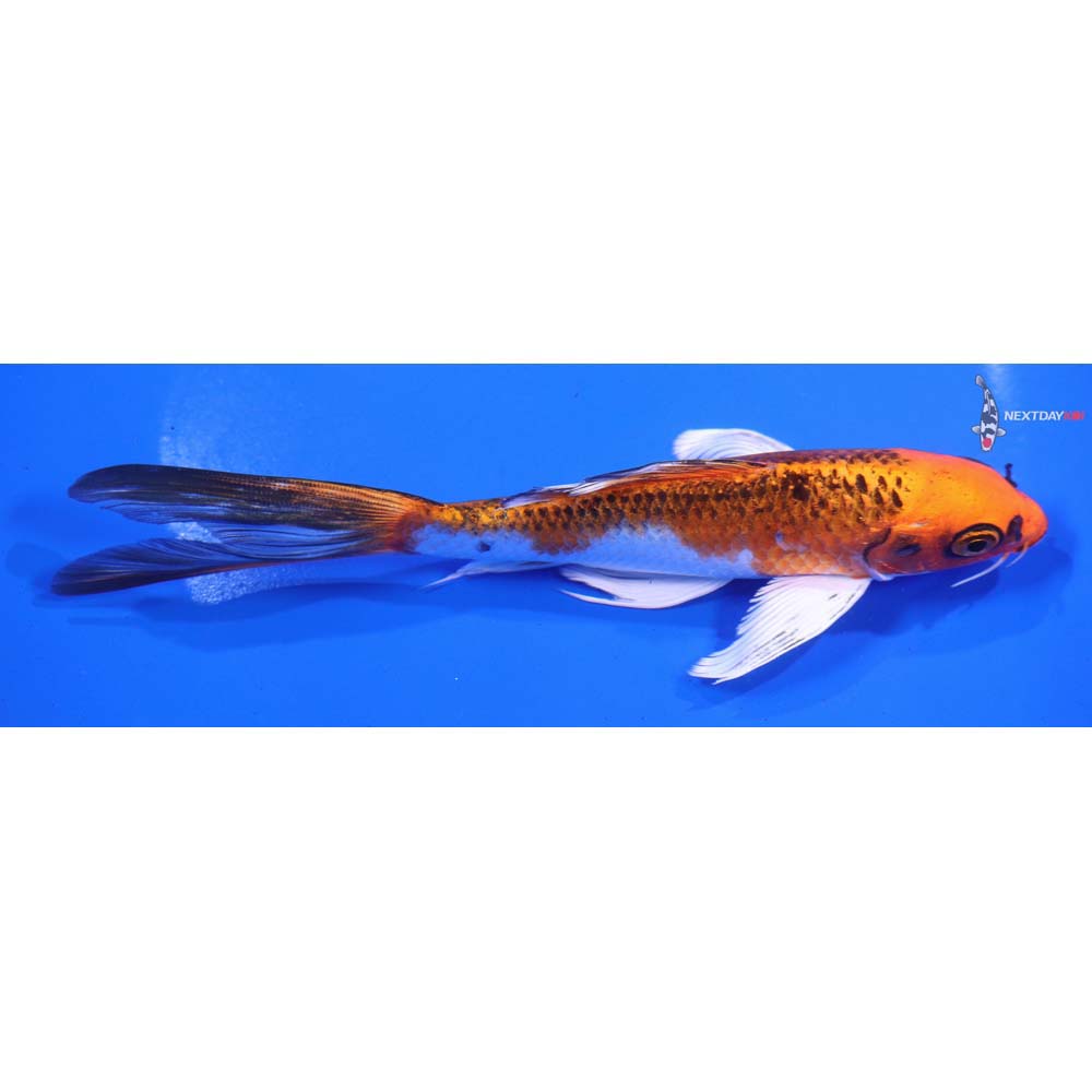 6.5” Imported Kujaku Butterfly Koi