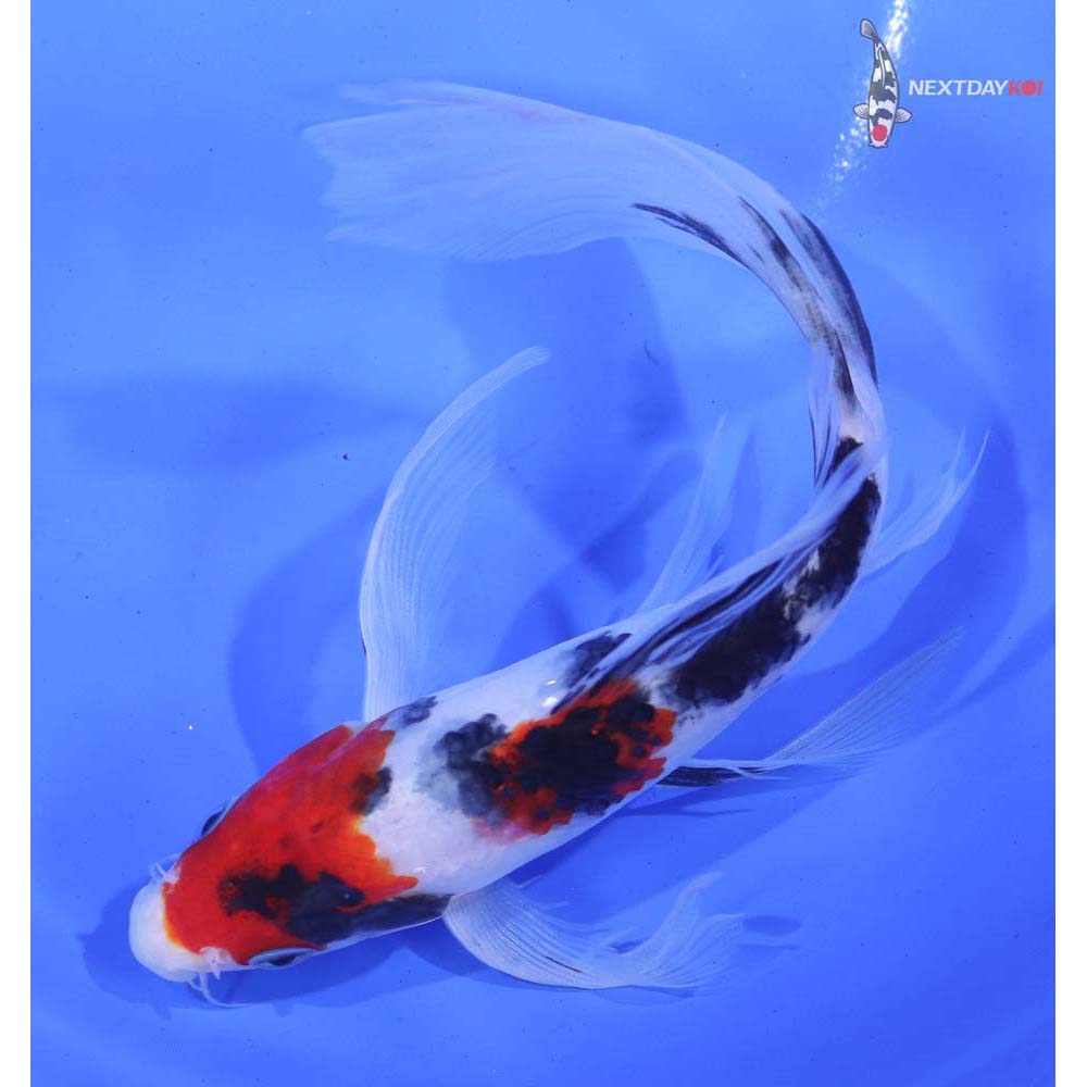 6.5” Imported Sanke Butterfly Koi