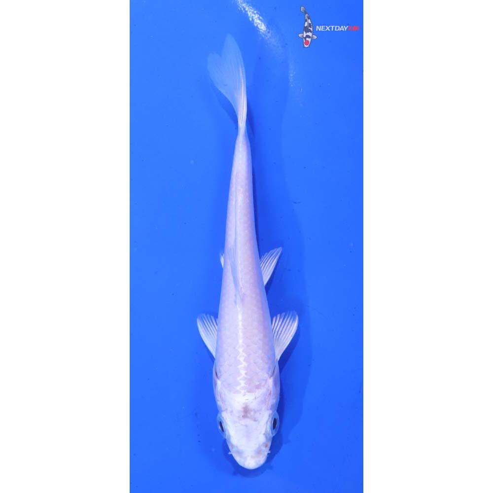 4.5” Imported Platinum Ogon