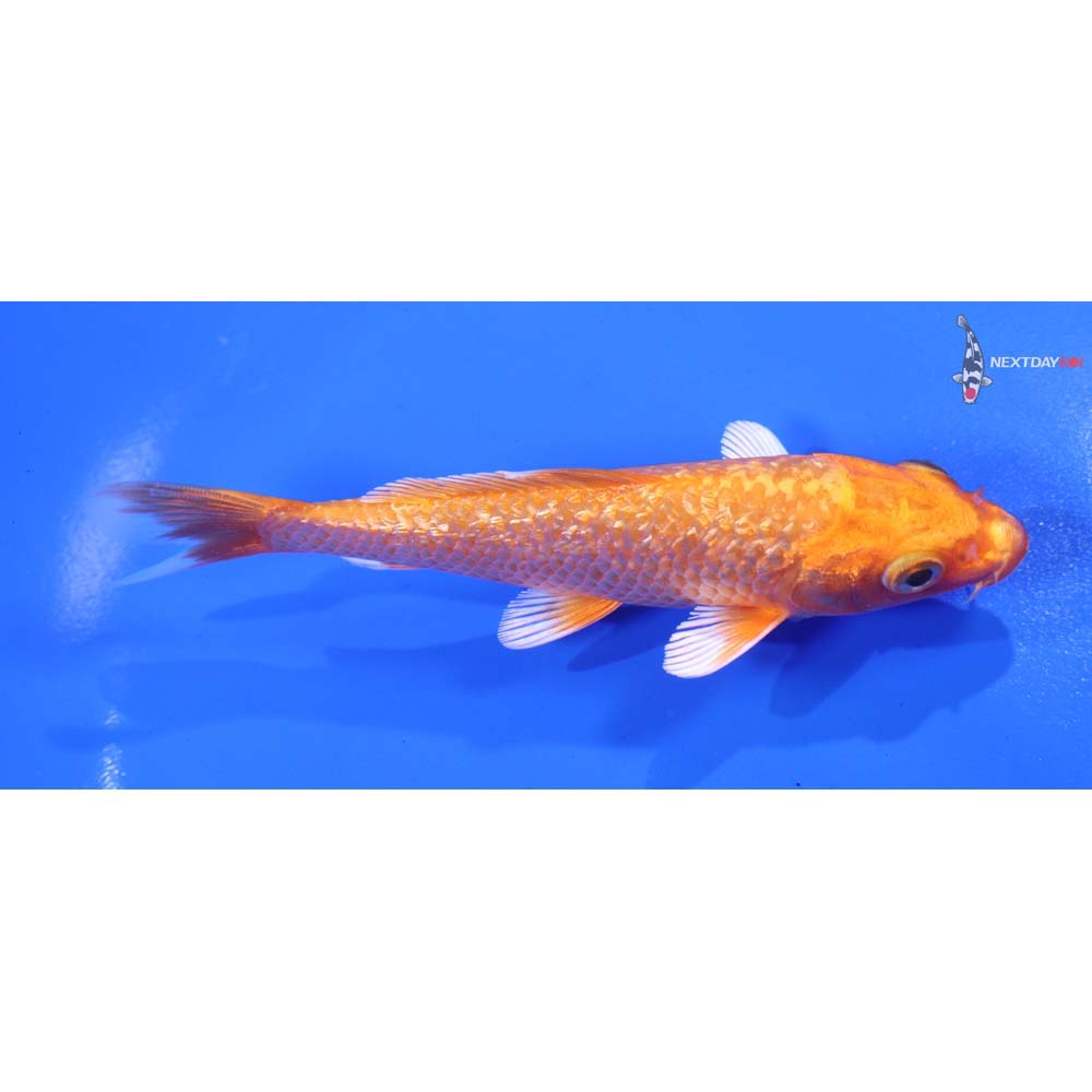5” Imported Gin Rin Orenji Ogon