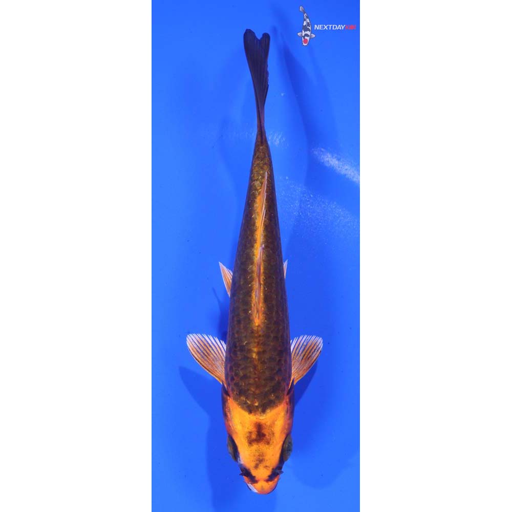 5” Imported Kujaku