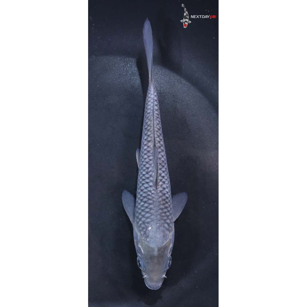 6” Imported Soragoi