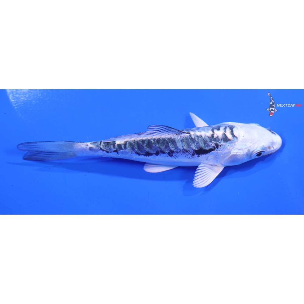 4.5” Imported Kikokuryu