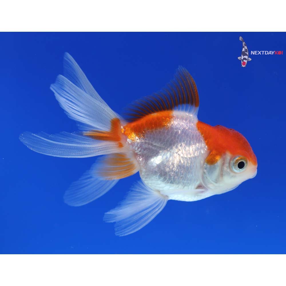 3” Imported Red and White Oranda