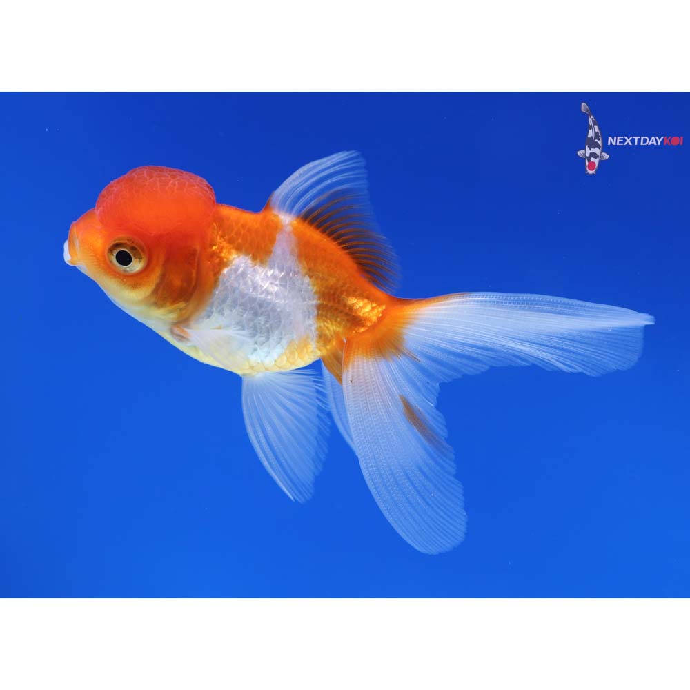 3.5” Imported Red and White Oranda