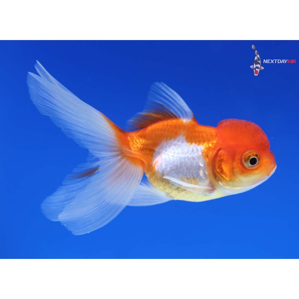 3.5” Imported Red and White Oranda