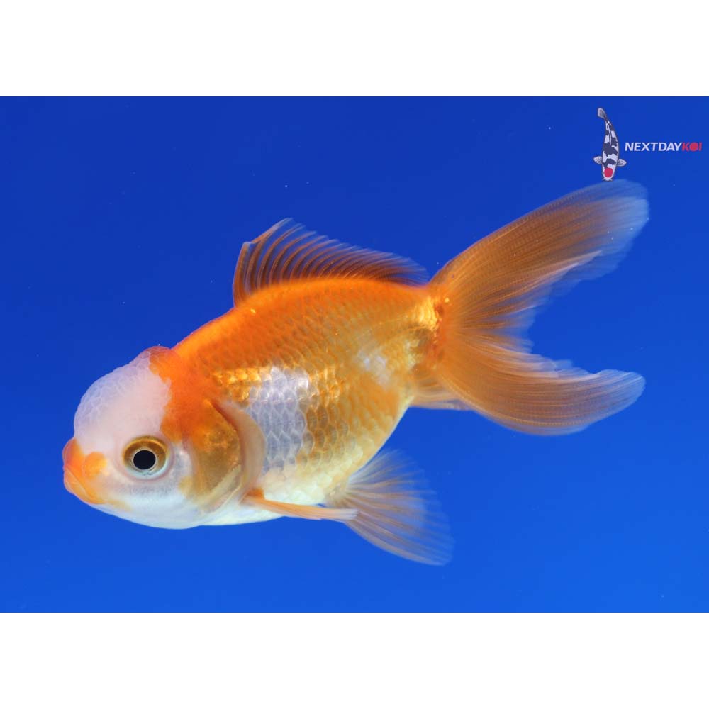 3” Imported Red and White Oranda