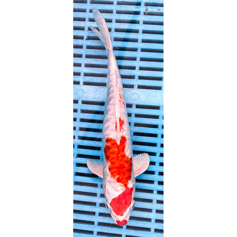 10-12” Imported Kikusui