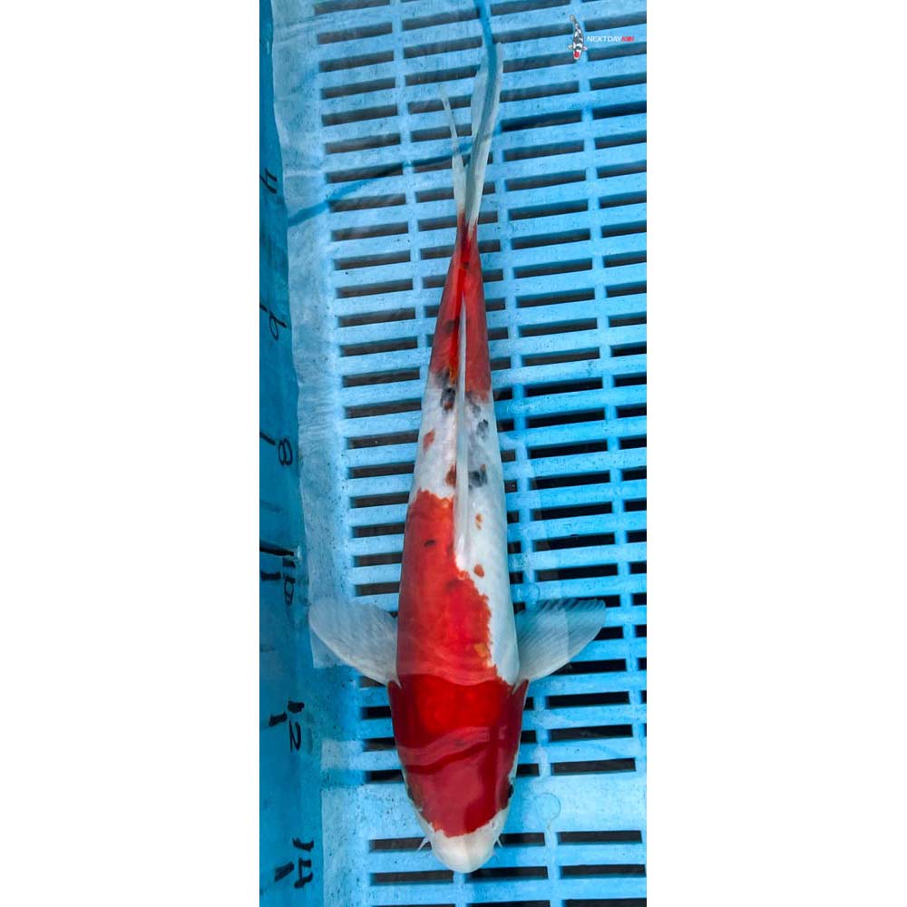 10-12” Imported Sanke