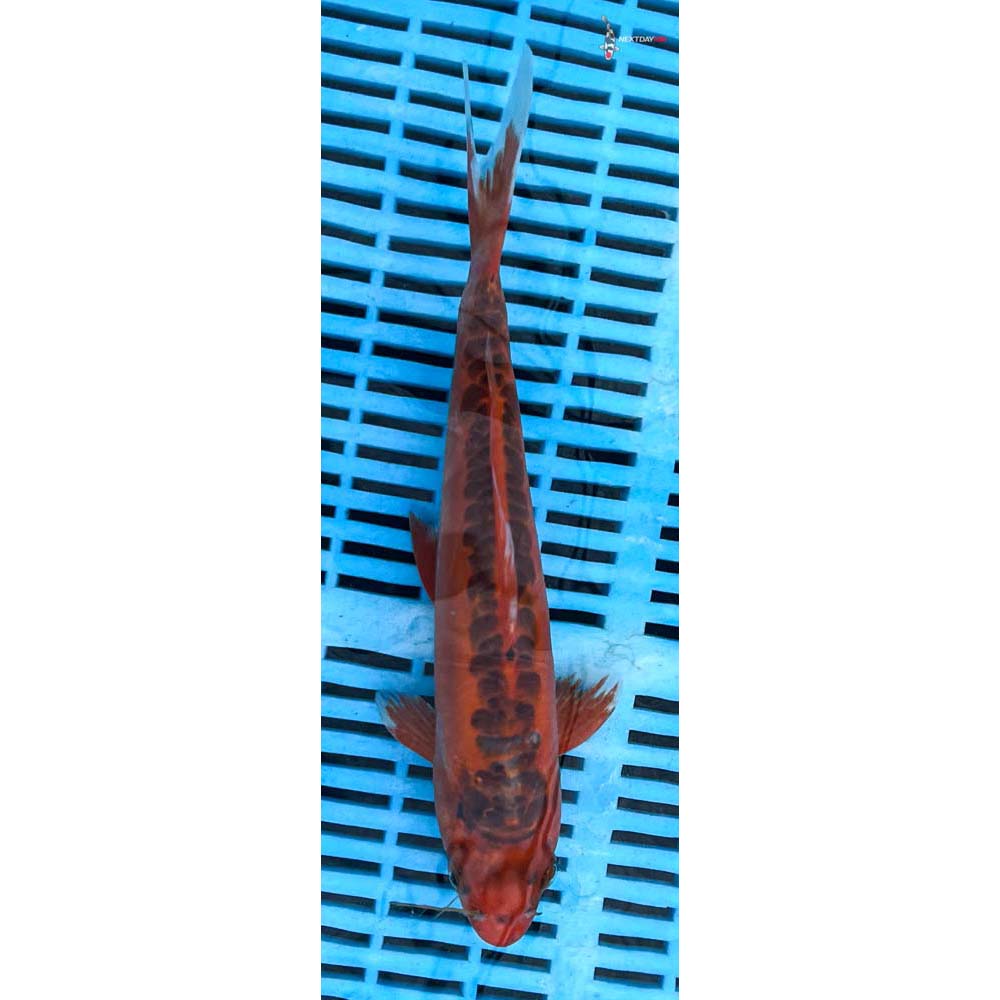 10-12” Imported Hana Shusui