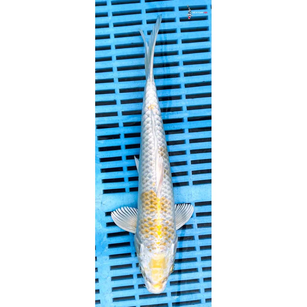10-12” Imported Lemon Hariwake