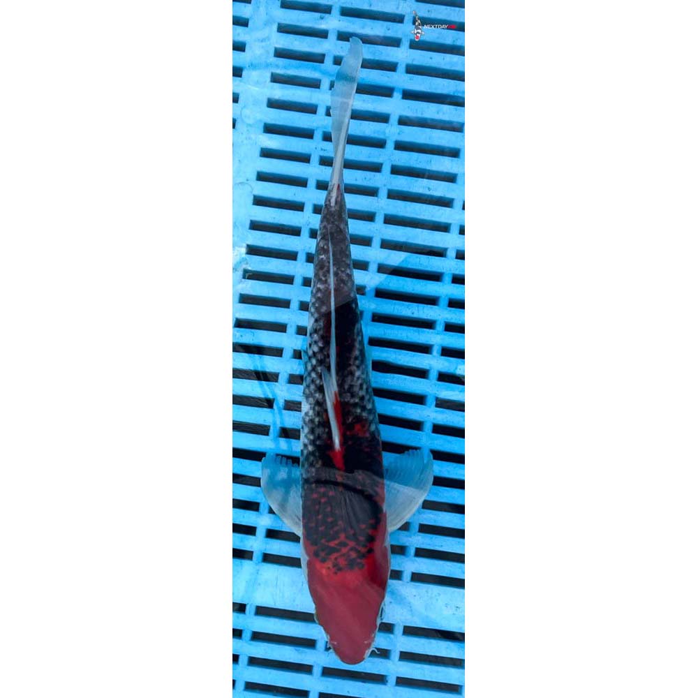 10-12” Imported Goshiki
