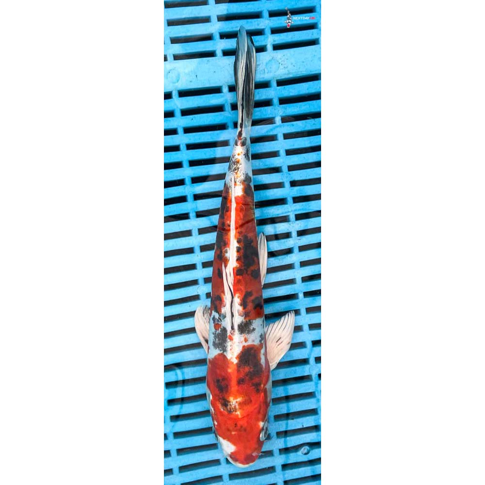 10-12” Imported Heisei Nishiki