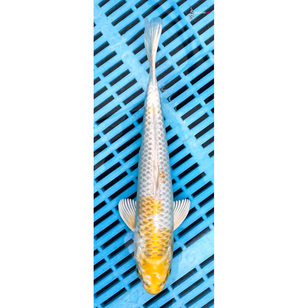 10-12” Imported Lemon Hariwake