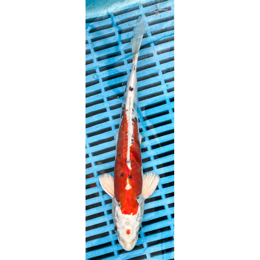10-12” Imported Heisei Nishiki
