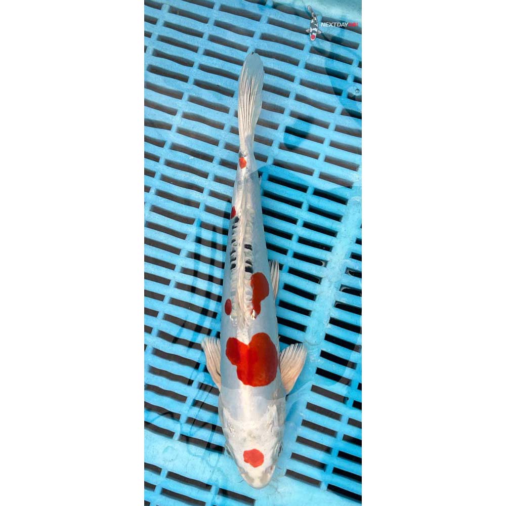 10-12” Imported Heisei Nishiki