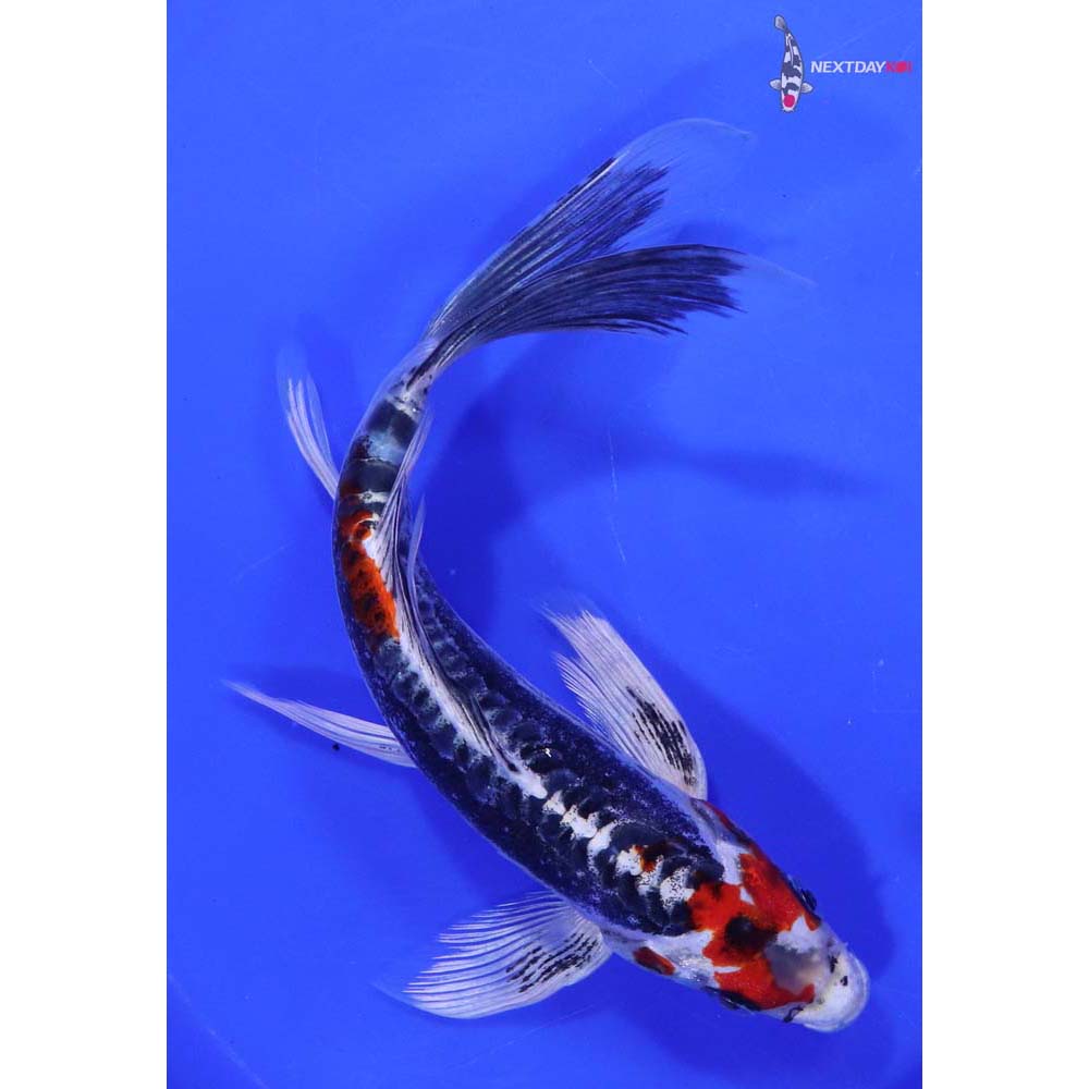 7.5” Imported Kin Kikokuryu Butterfly Koi