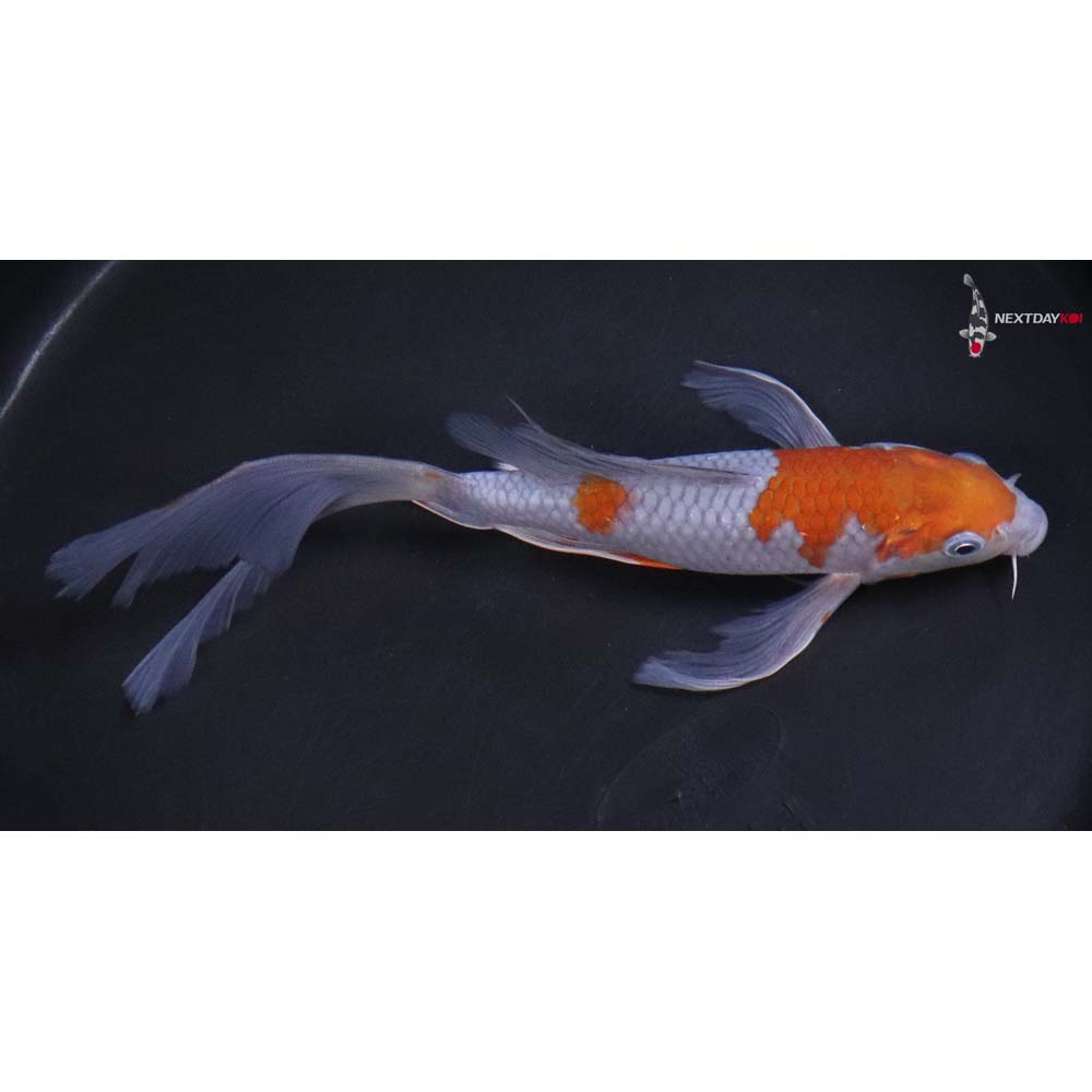 8” Imported Ochiba Shigure Butterfly Koi