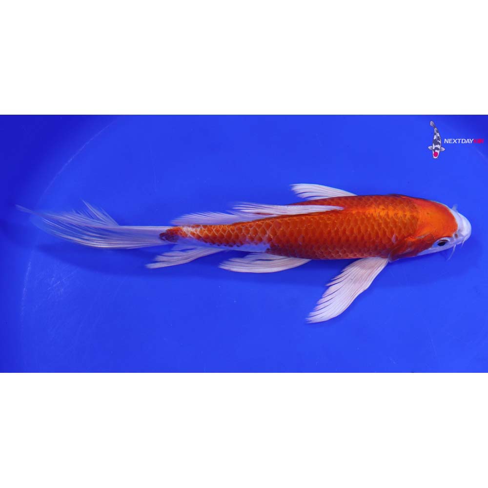 8.5” Imported Hariwake Butterfly Koi