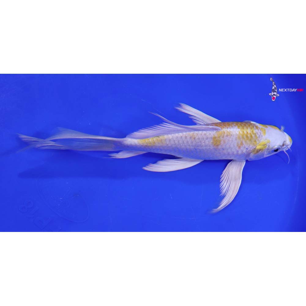 7.5” Imported Lemon Hariwake Butterfly Koi