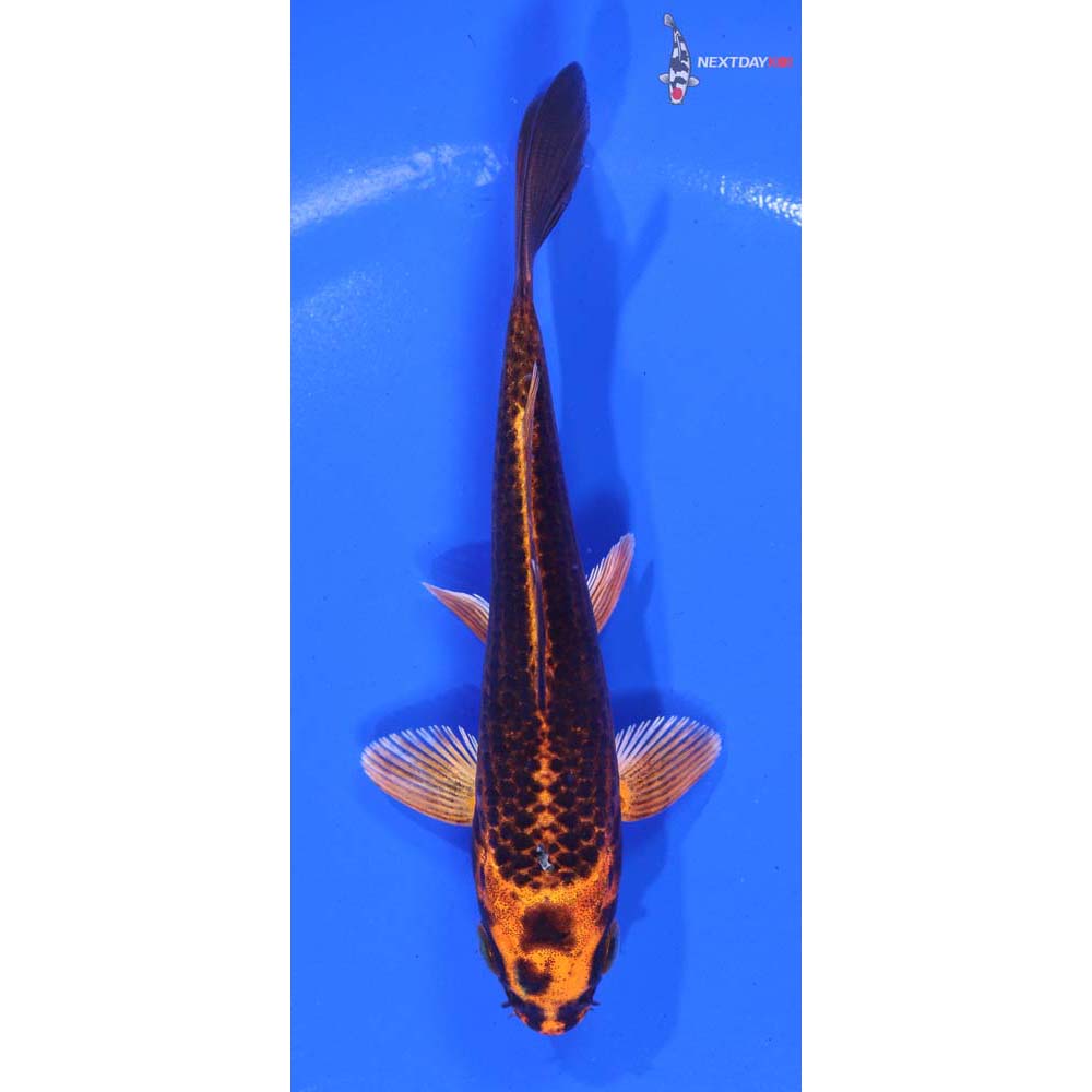 4.5” Imported Orenji Matsuba