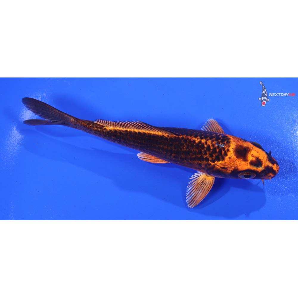 4.5” Imported Orenji Matsuba
