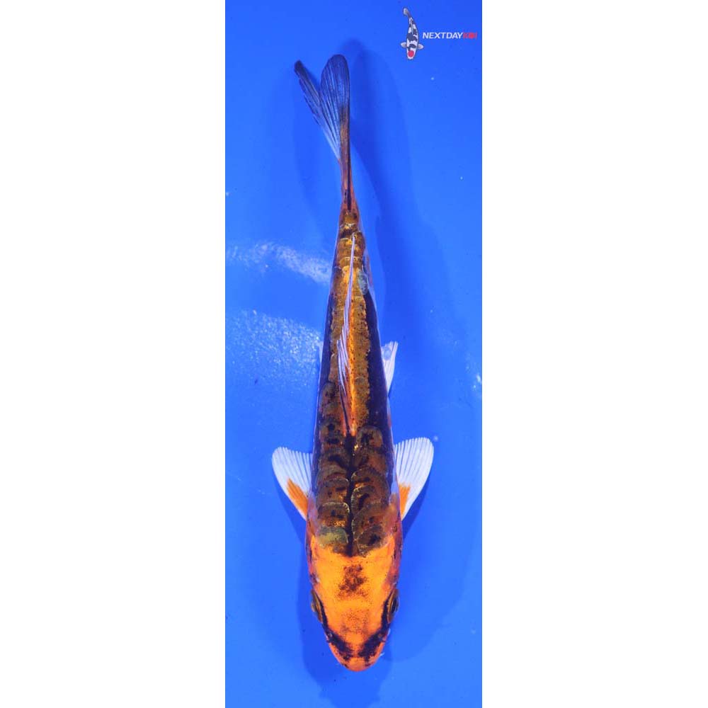 5” Imported Kin Kikokuryu