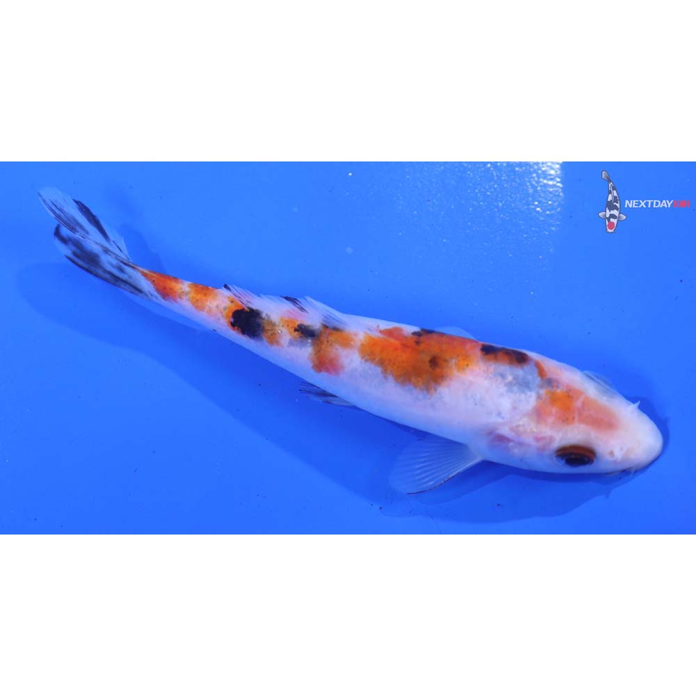 5” Imported Sanke