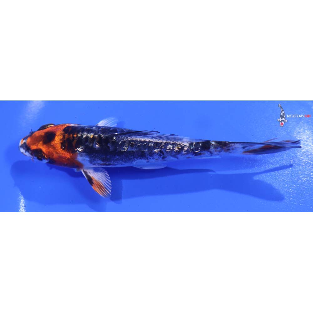 5” Imported Gin Rin Kin Kikokuryu