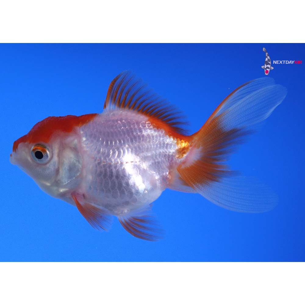 3” Imported Red and White Oranda