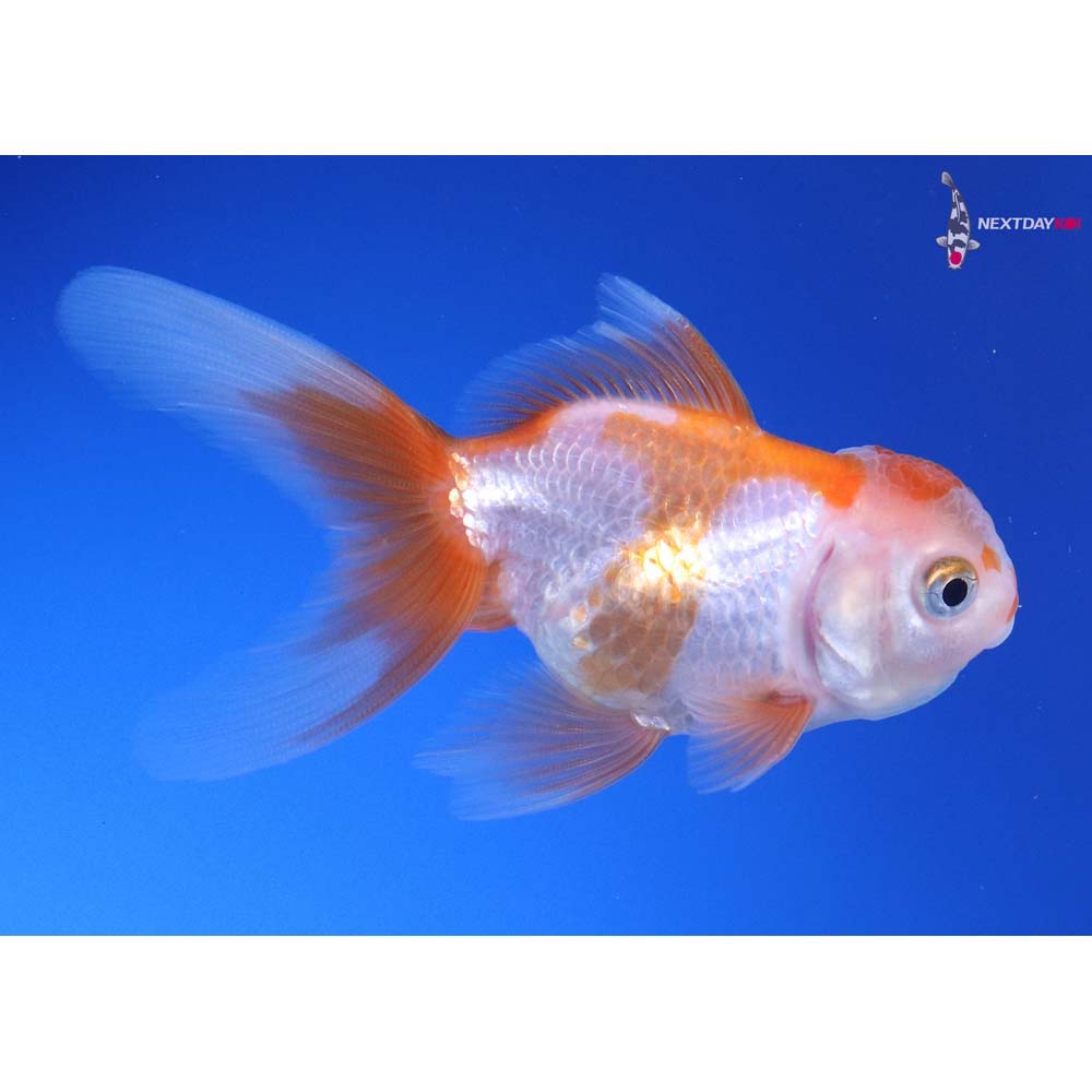 3.5” Imported Red and White Oranda